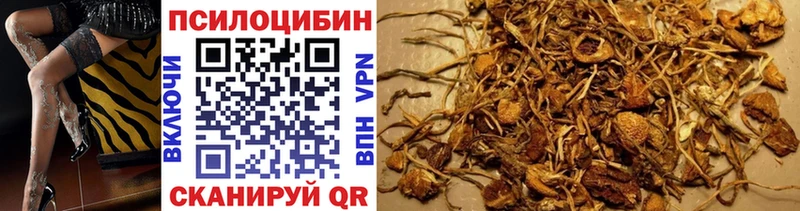 Купить где  Могоча  Галлюциногенные грибы Psilocybe 